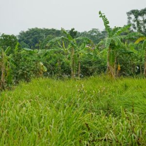 Photo ecological programs