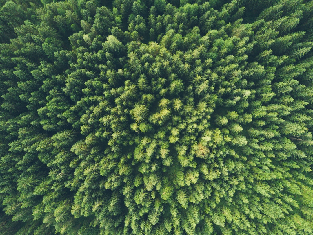 Zielone standardy w usługach: ochrona środowiska i efektywność energetyczna